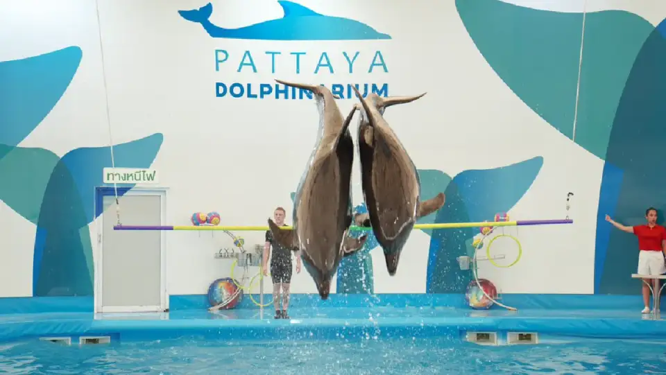 Pattaya Dolphinarium