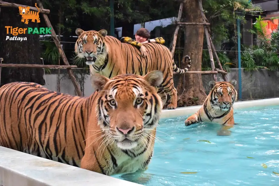 Tiger Park Pattaya 사진으로 미리 보기 2