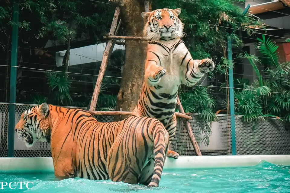 Tiger Park Pattaya 사진으로 미리 보기 3