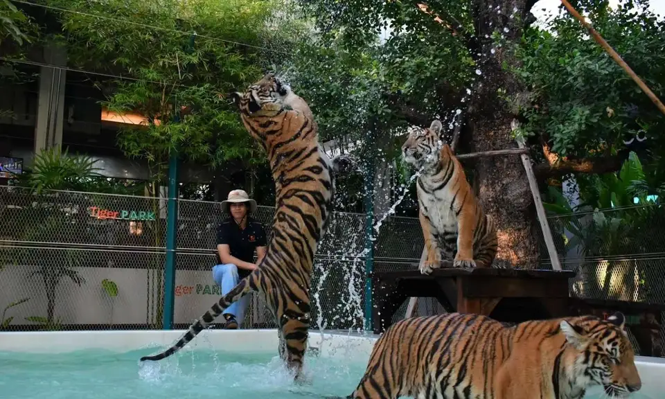 Tiger Park Pattaya 사진으로 미리 보기 5
